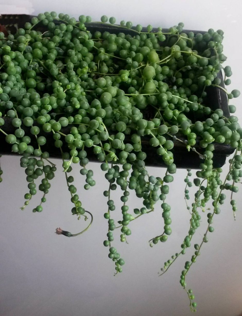 Крестовник Роули цветение