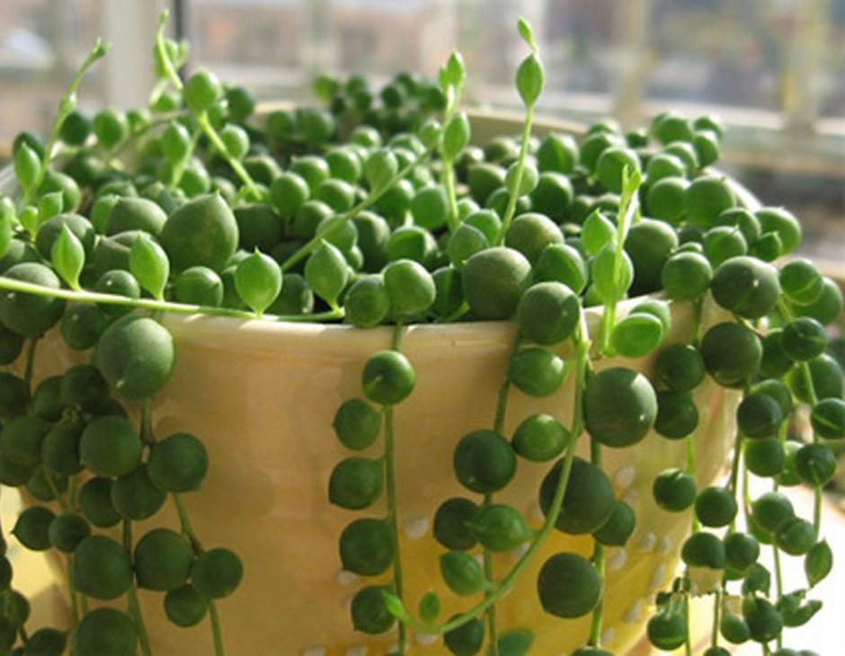 Крестовник Роули