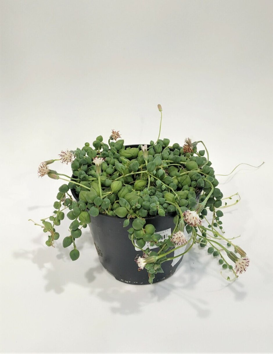 Цветок крестовник Роули