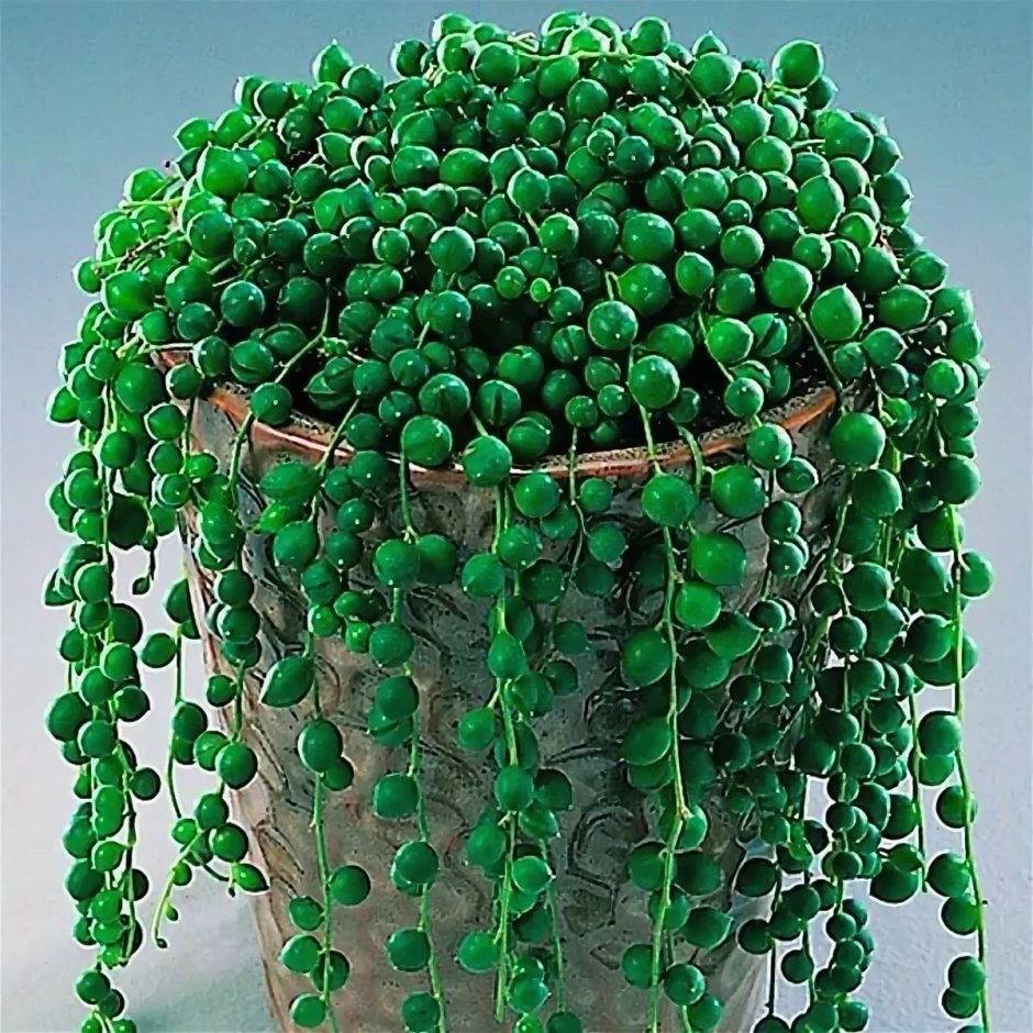 Крестовник Роули размножение