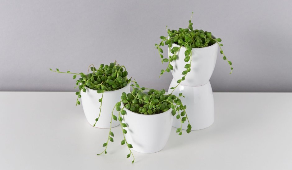 Церопегия ампельные сенецио