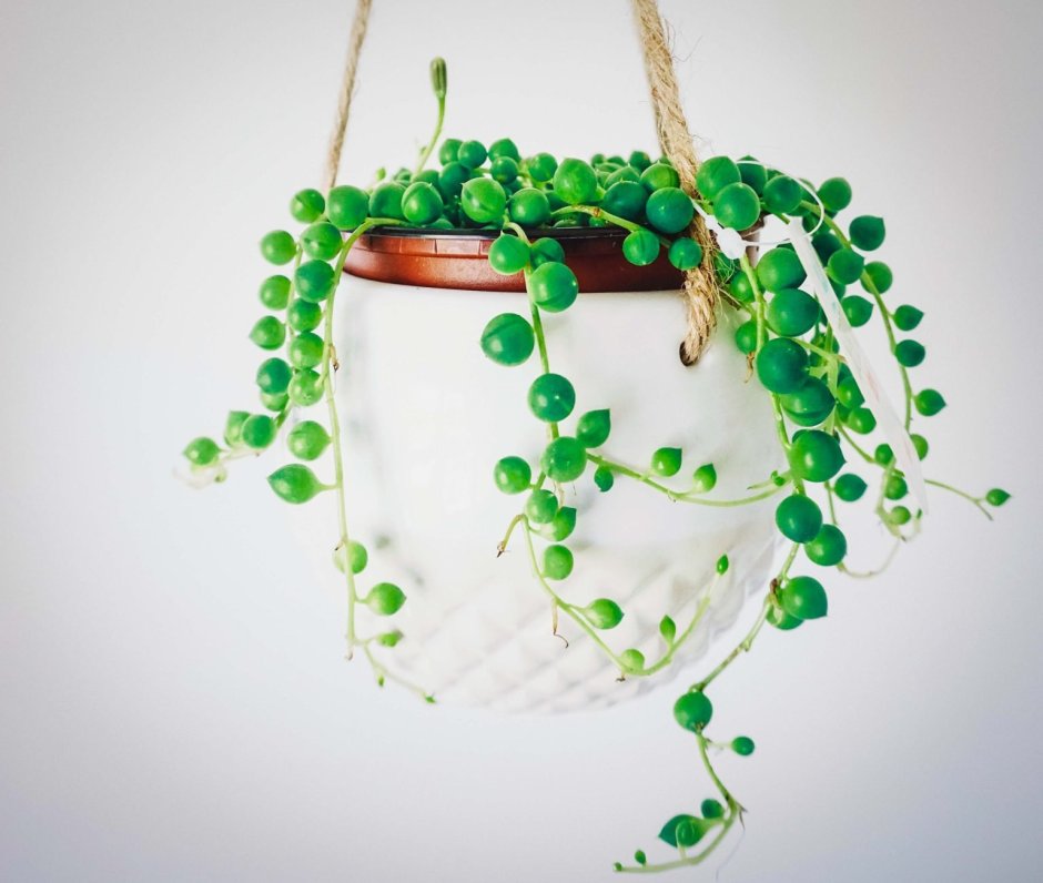 Крестовник Роули