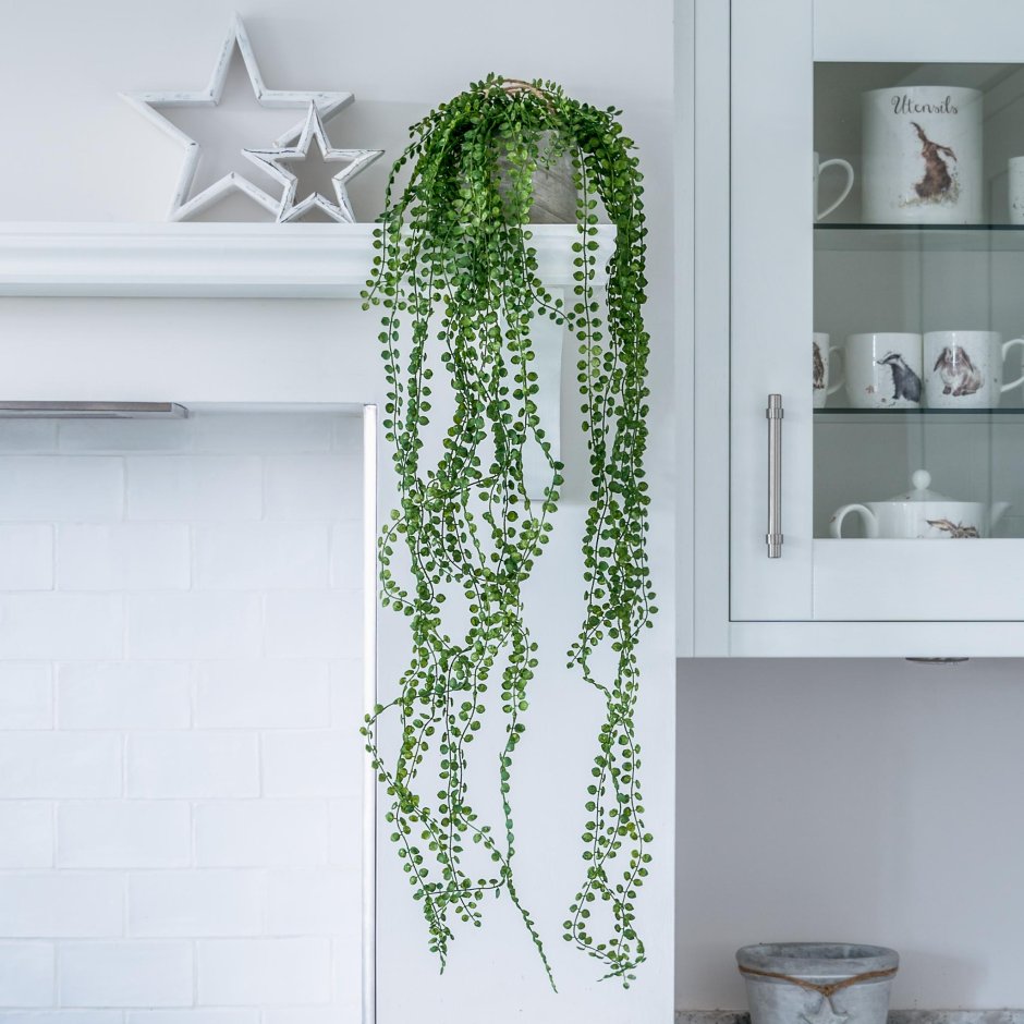 Крестовник Роули