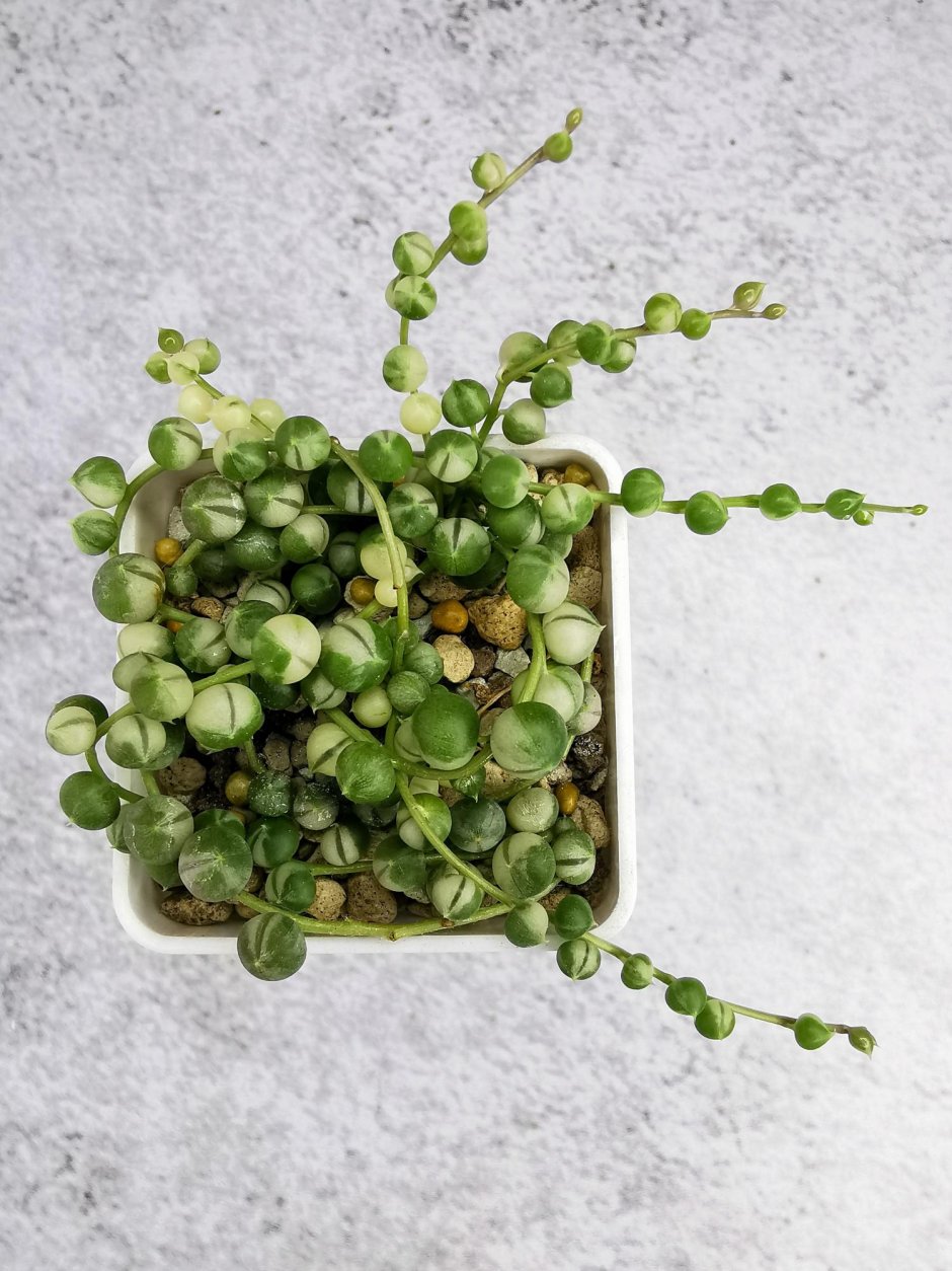 Крестовник Роули «зелёные бусы»