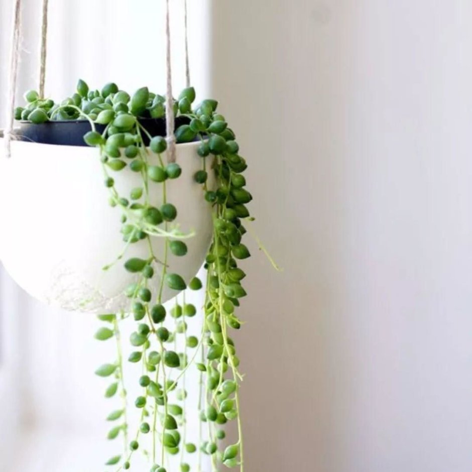 Церопегия ампельные сенецио