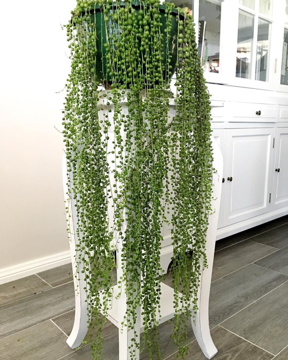 Крестовник Роули купить в Москве