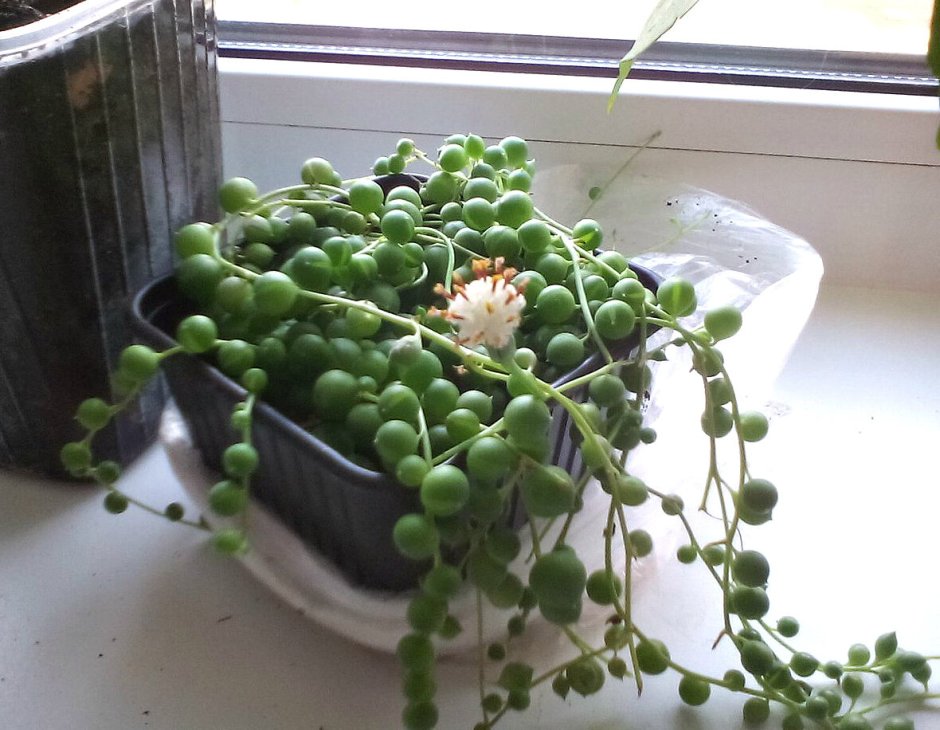 Крестовник Роули голубой