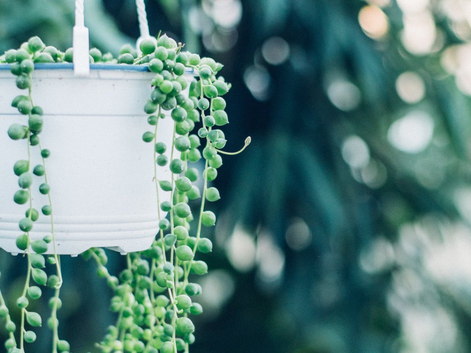 Суккулент крестовник ползучий