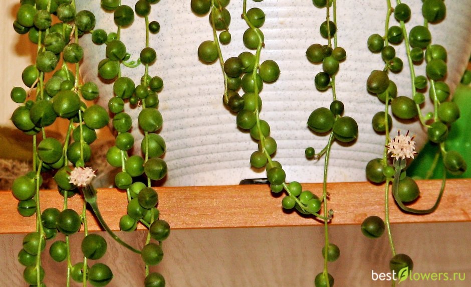 Крестовник Роули ЛИМОНОВИДНЫЙ