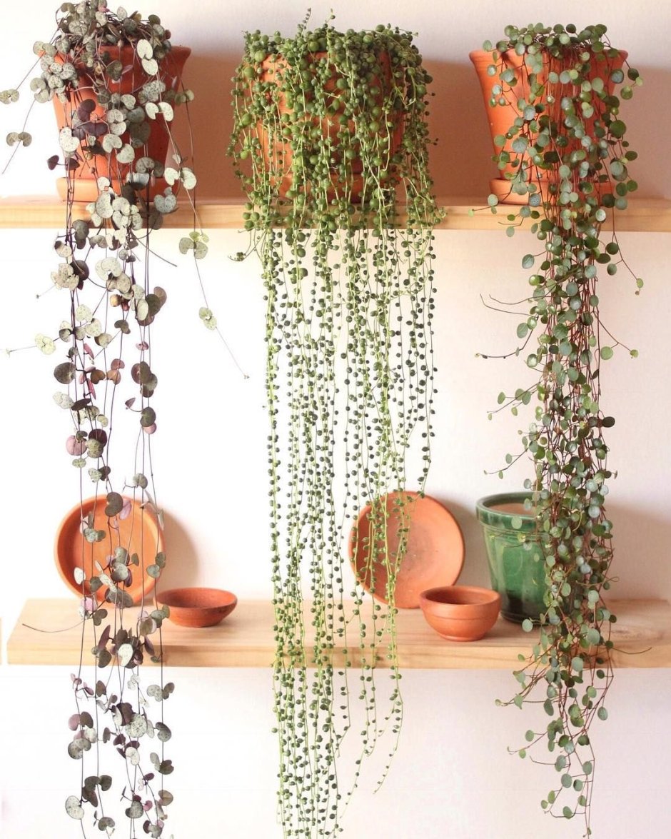 Крестовник Роули подвесное