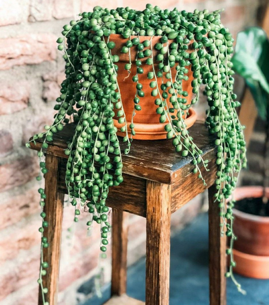 Крестовник роули в интерьере