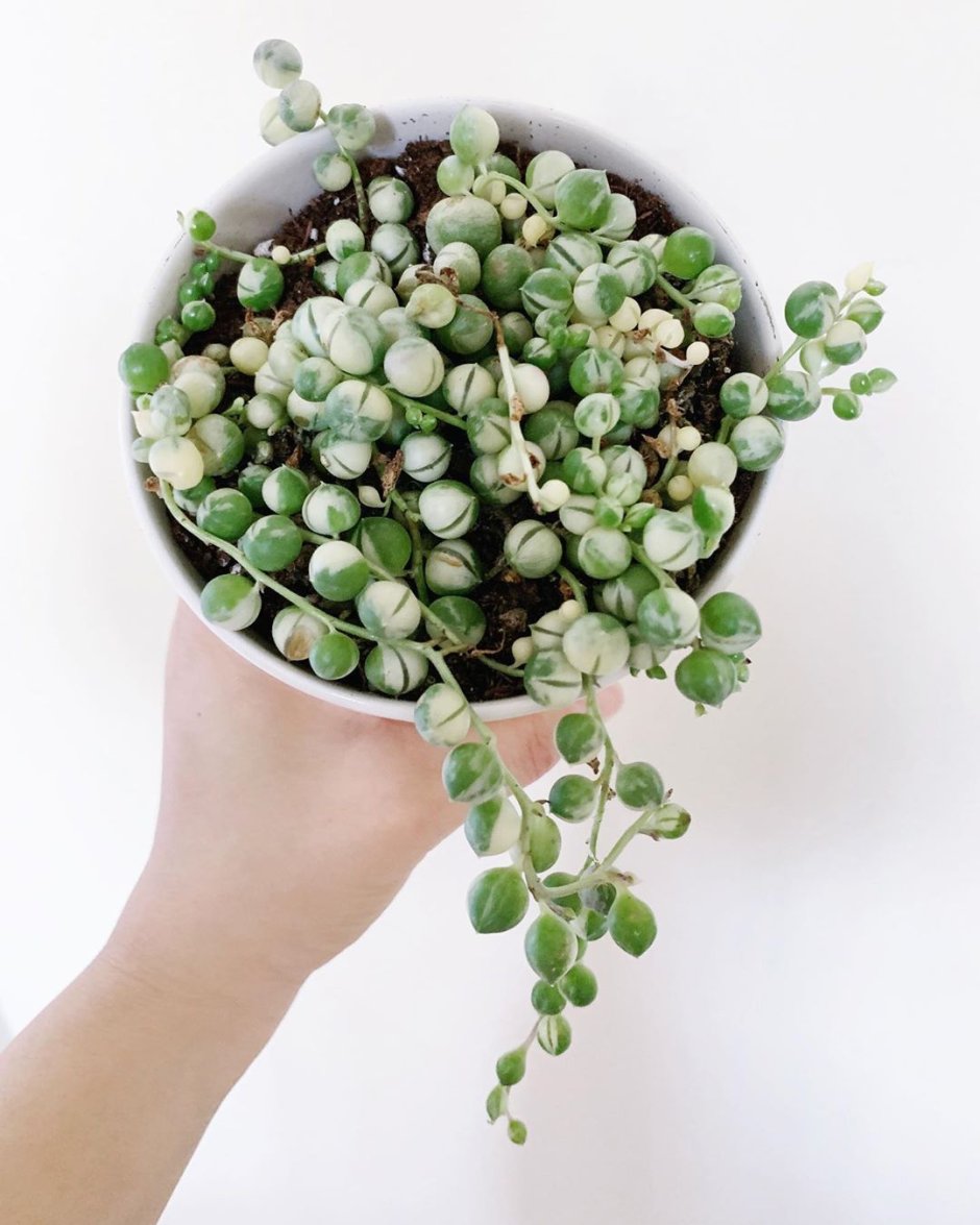 Крестовник Роули в интерьере