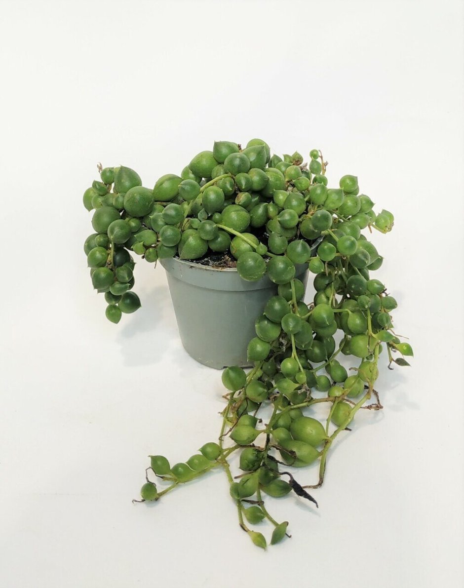 Суккулент сенецио крестовник