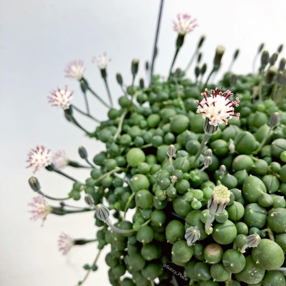 Крестовник Роули