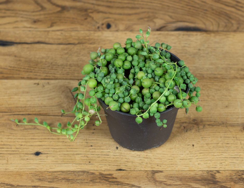 Сенецио ампельный палочки