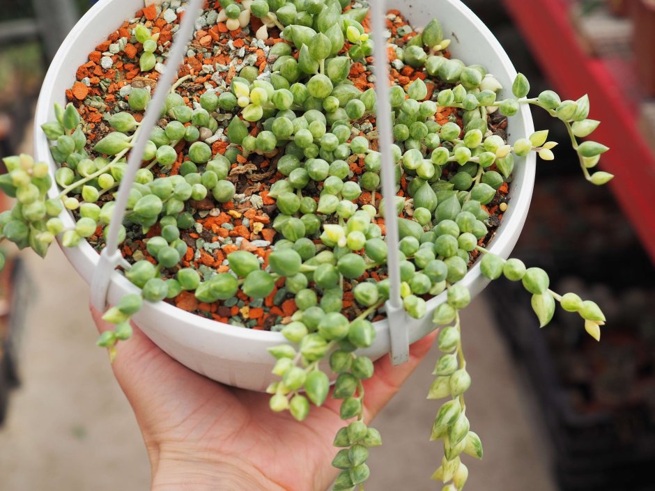 Суккуленты лианы