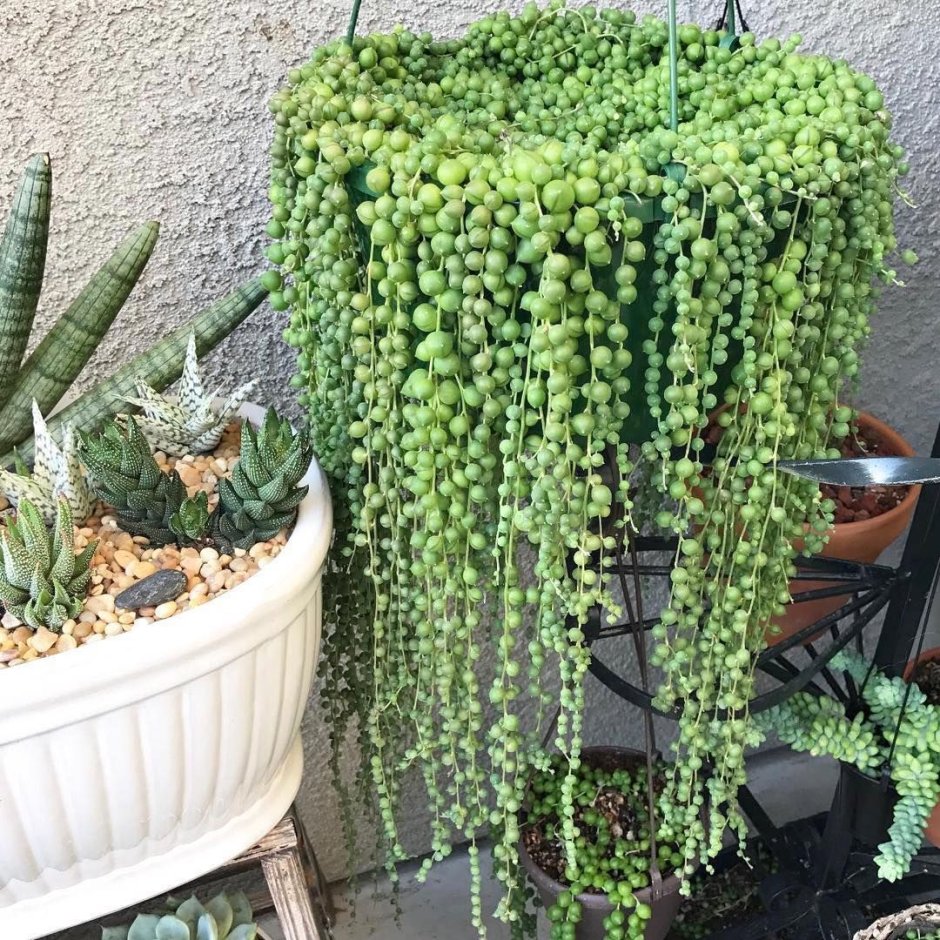 Крестовник Роули