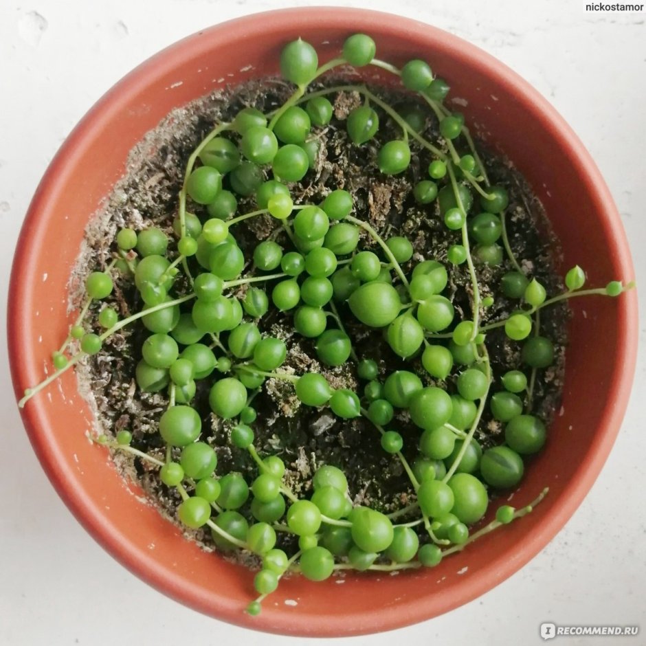 Крестовник (сенецио) Роули