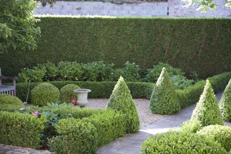 Бирючина золотистая стрижка топиари