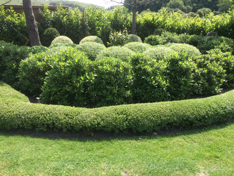 Green Street Живая изгородь