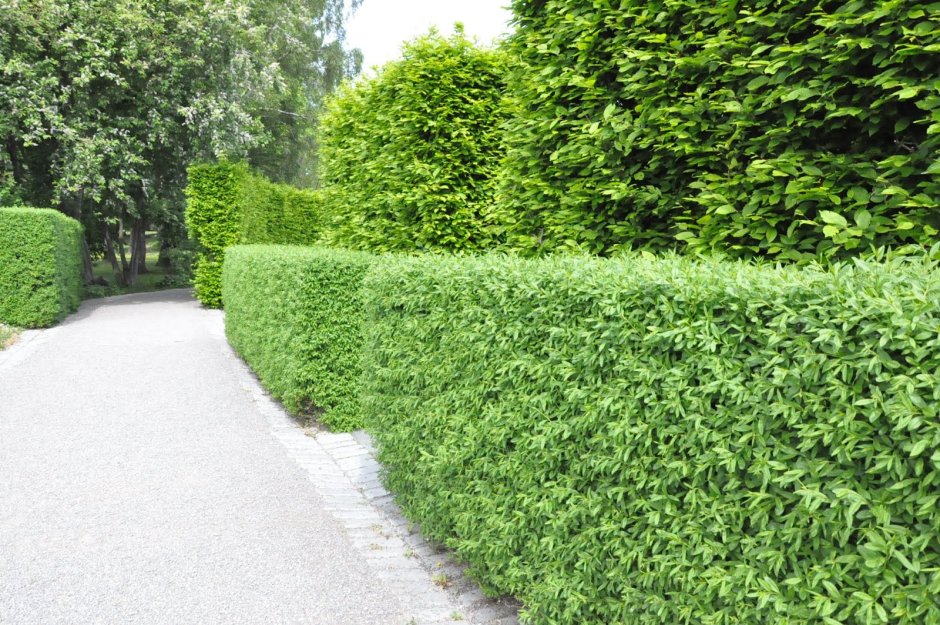 Бирючина обыкновенная 'Atrovirens'