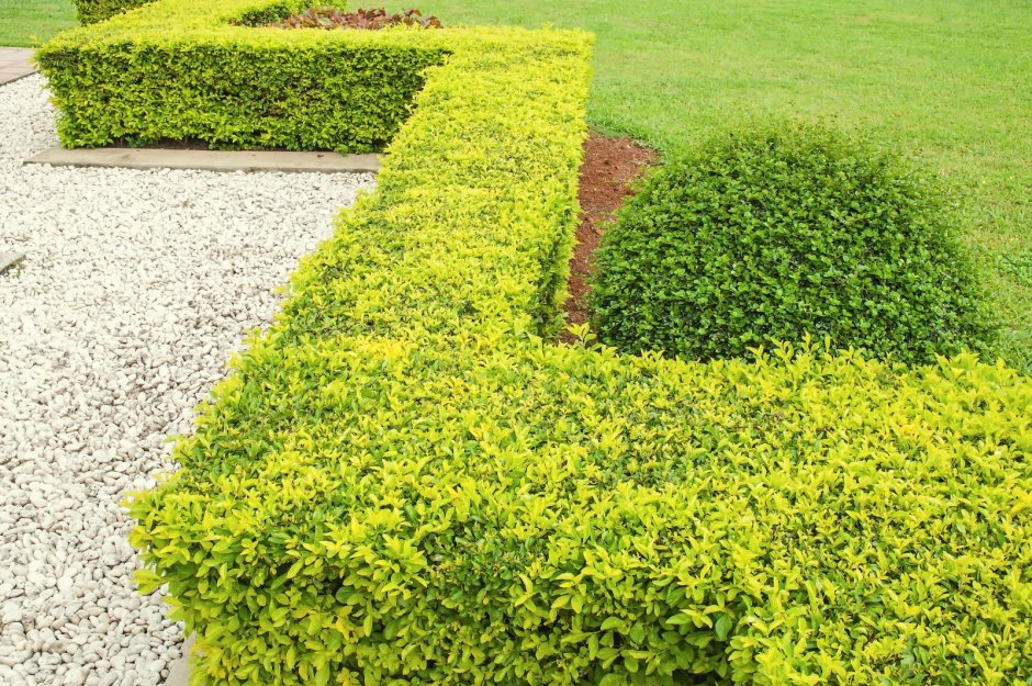 Бирючина Ауреа