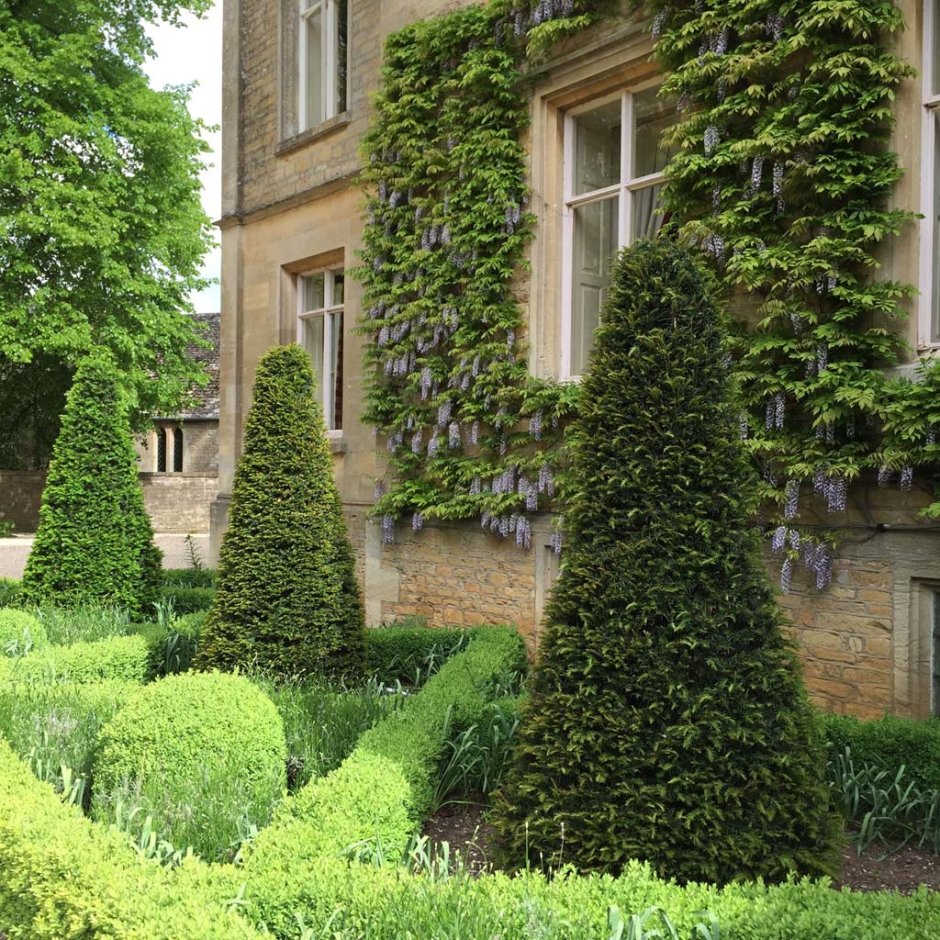 Бирючина самшитовидная