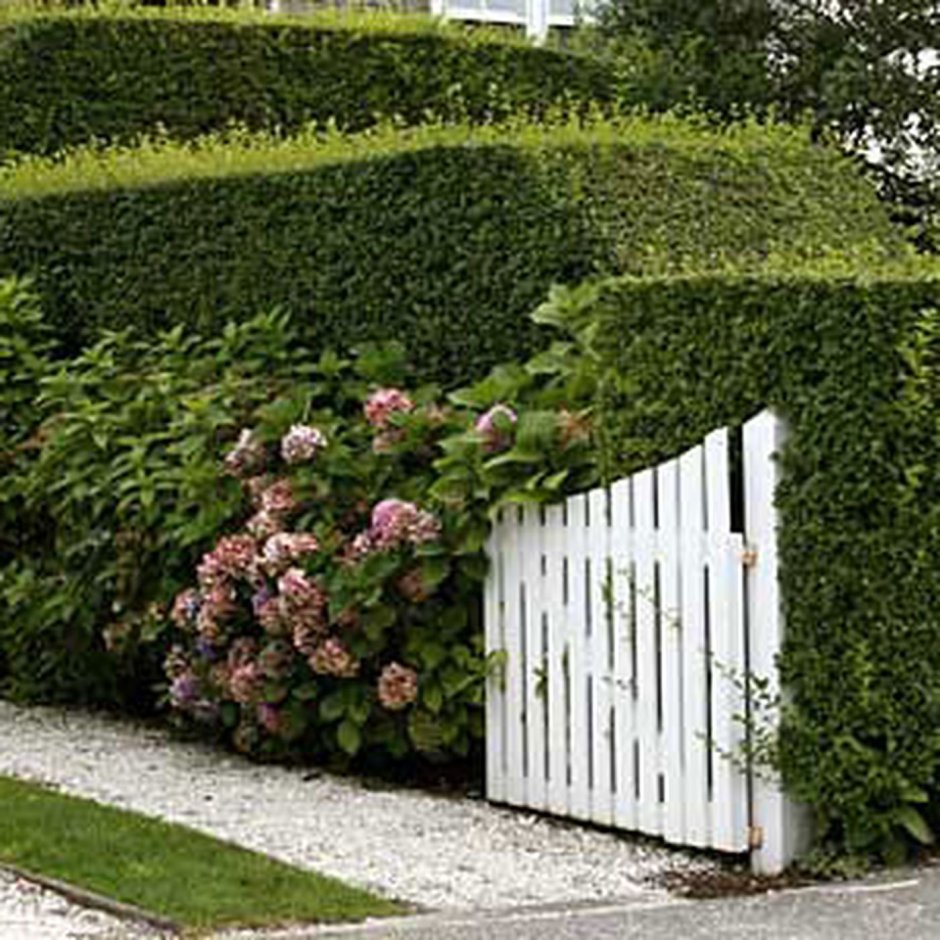 Забор Живая изгородь принцесса китайская