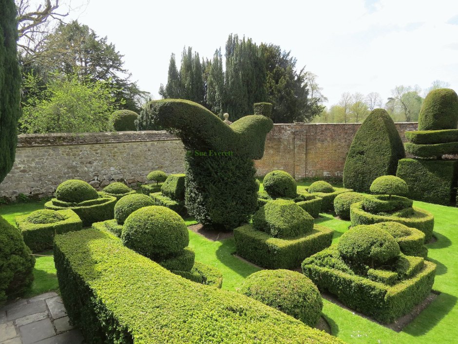 Бирючина Топиар