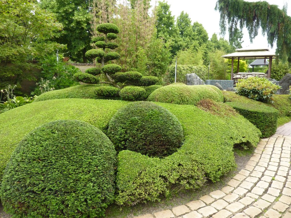 Бирючина обыкновенная ниваки