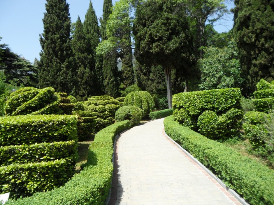 Бирючина Самшитовая