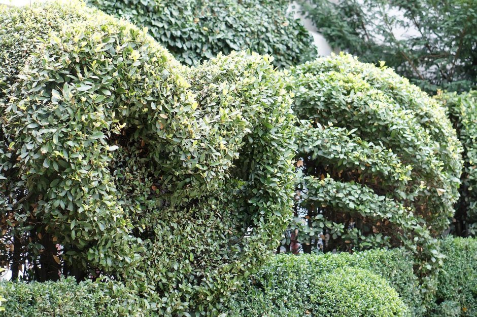 Бирючина самшитовидная