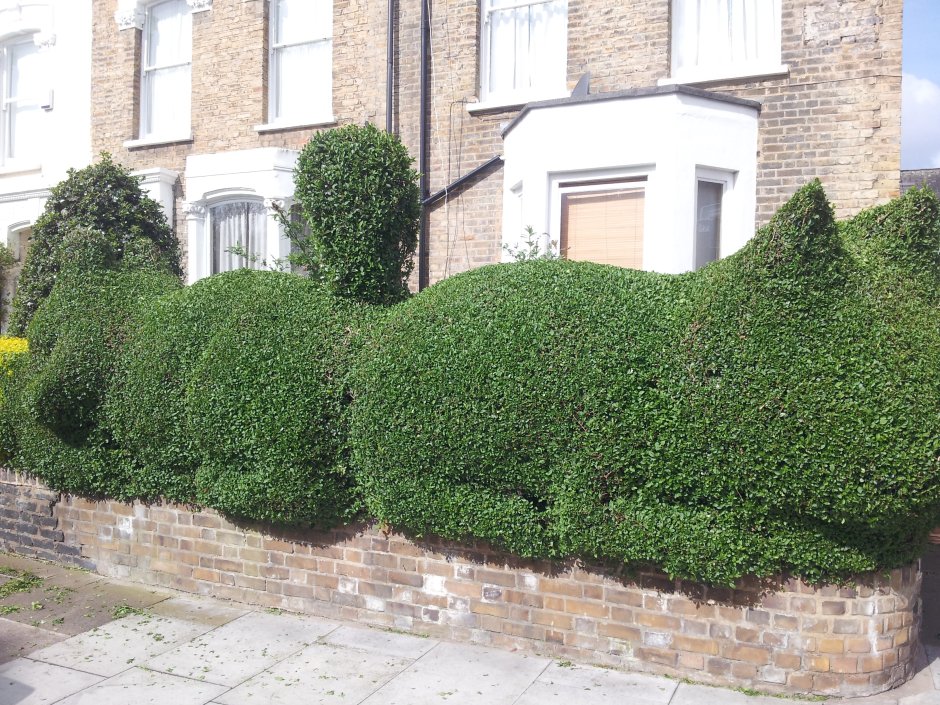 Бирючина лигуструм изгородь