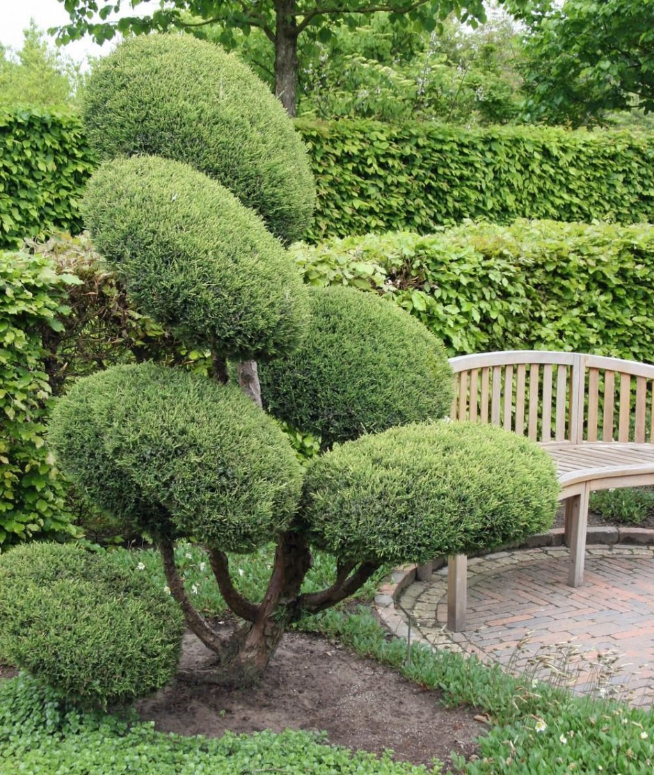 Самшит ниваки