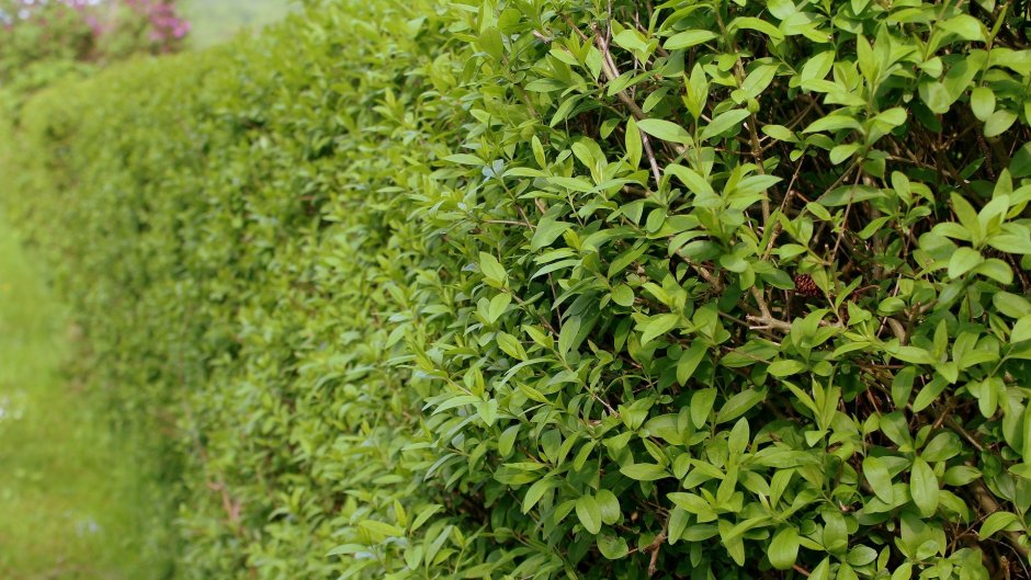 Бирючина обыкновенная Ligustrum vulgare 'Atrovirens