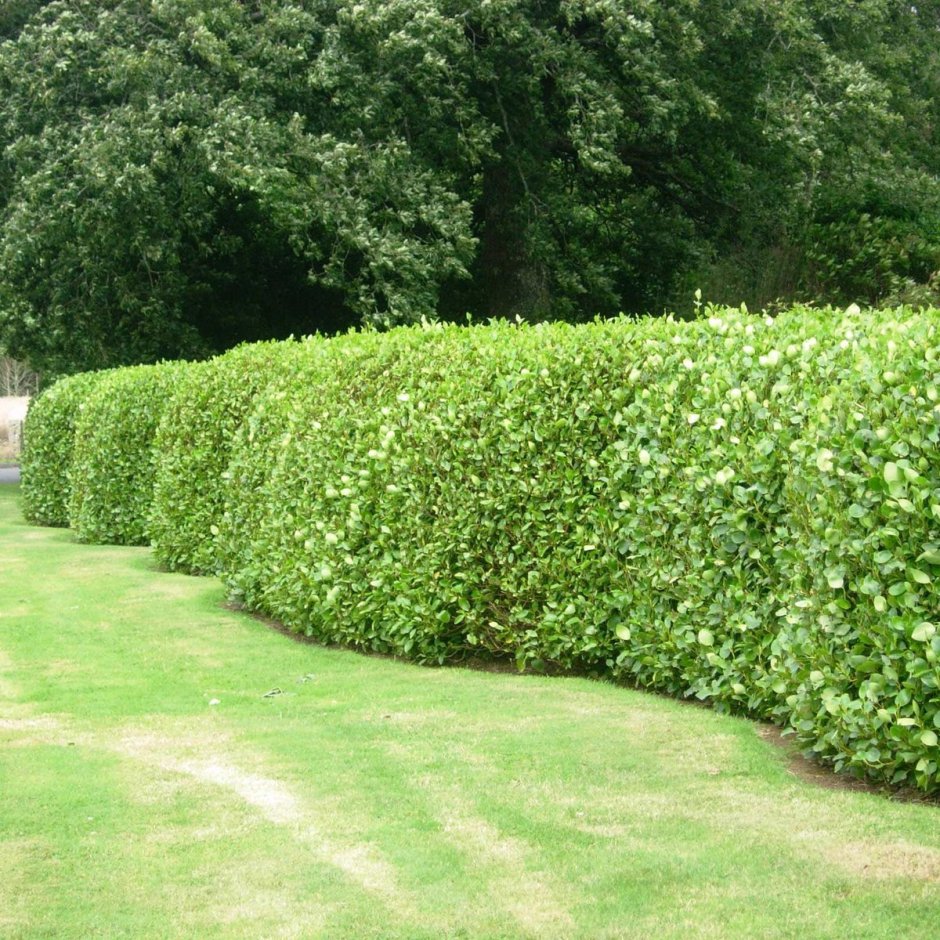 Бирючина круглолистная