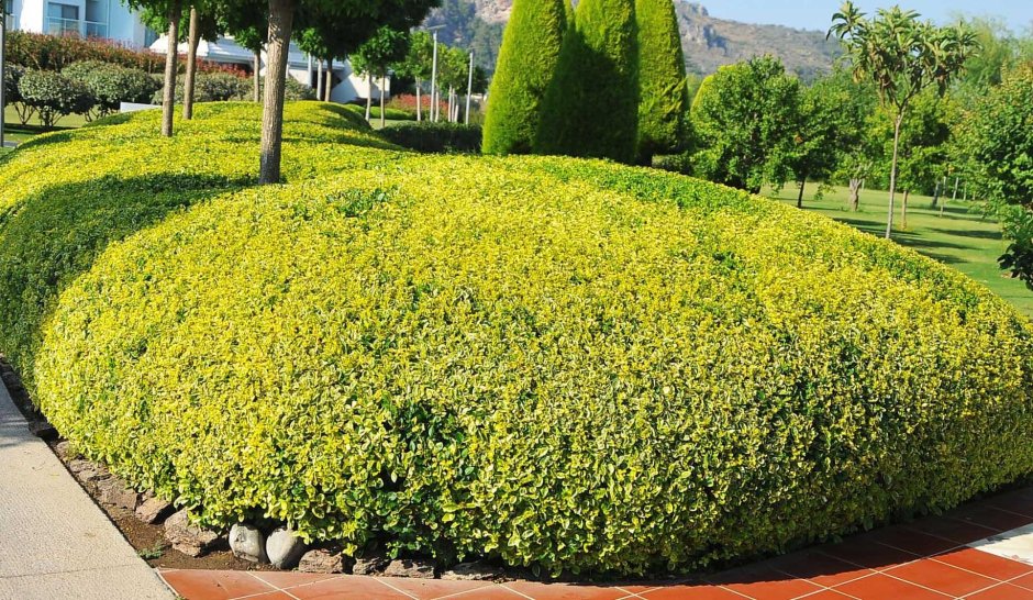 Бирючина Aureum