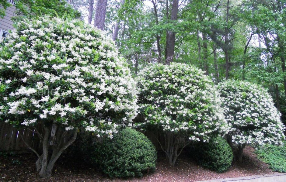 Бирючина куст