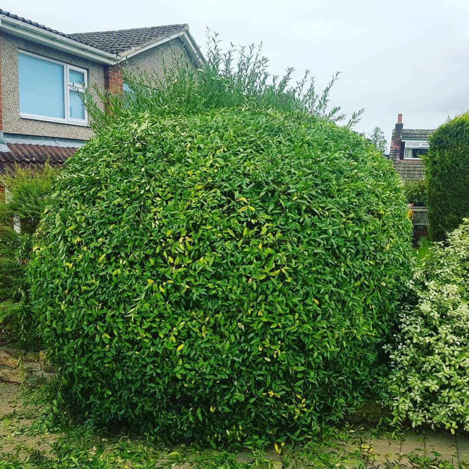 Лавровишня Живая изгородь