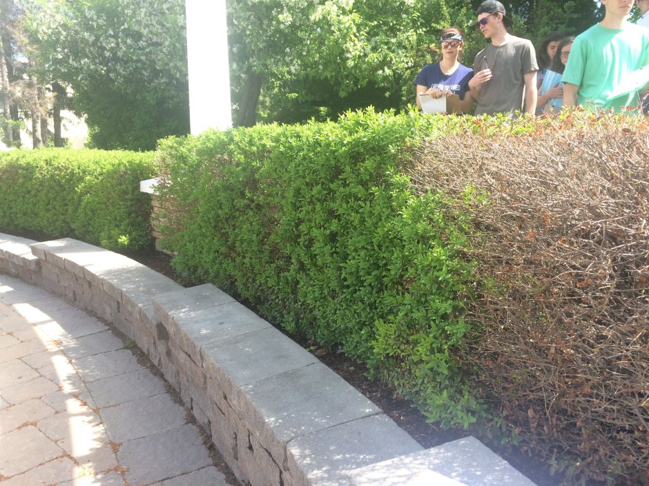 Бирючина обыкновенная Лодензе