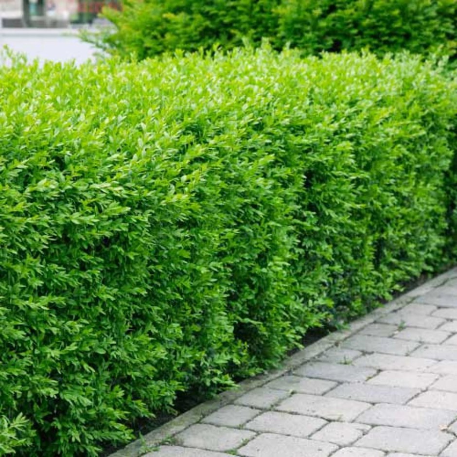 Карагана древовидная Живая изгородь