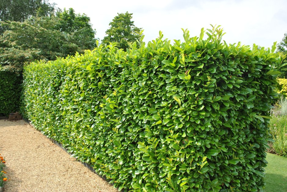 Спирея Голден принцесс изгородь