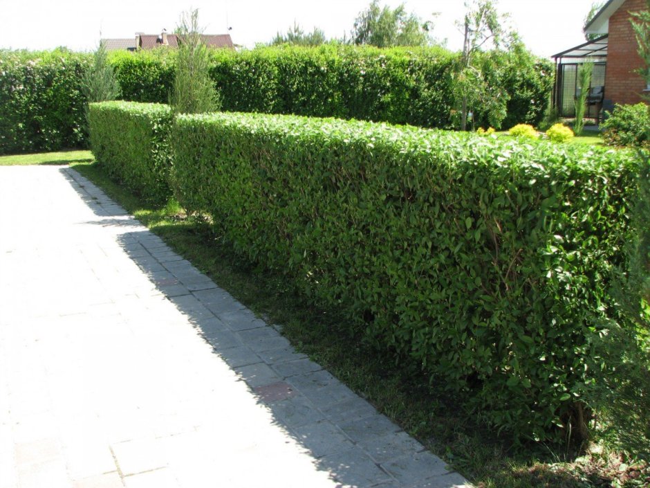 Бирючина самшитовидная