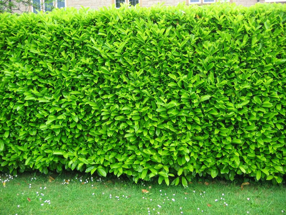 Барбарис самшитолистный изгородь