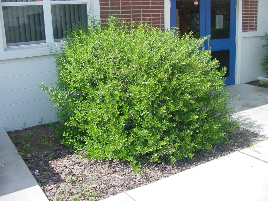 Вяз мелколистный Живая изгородь