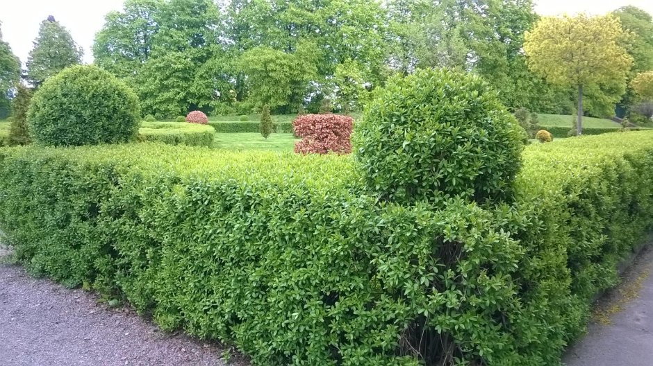 Бирючина куст