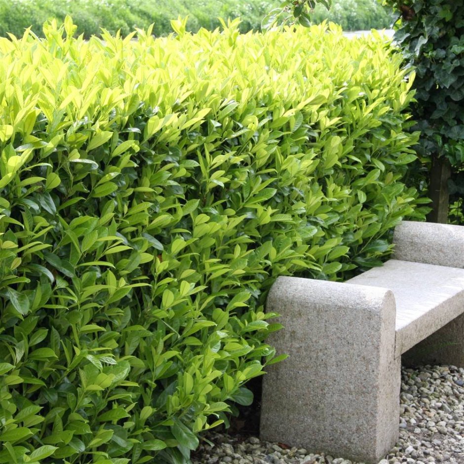 Бирючина Топиар