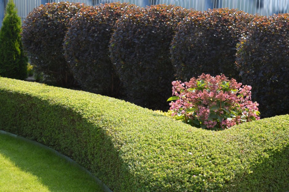 Пузыреплодник и Барбарис с туями