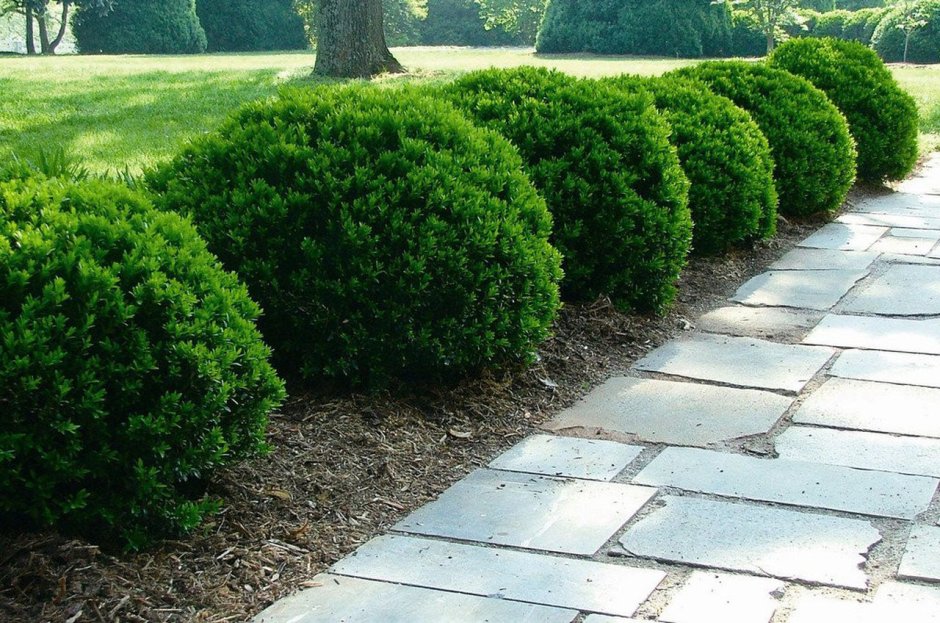 Кизильник Живая изгородь сад