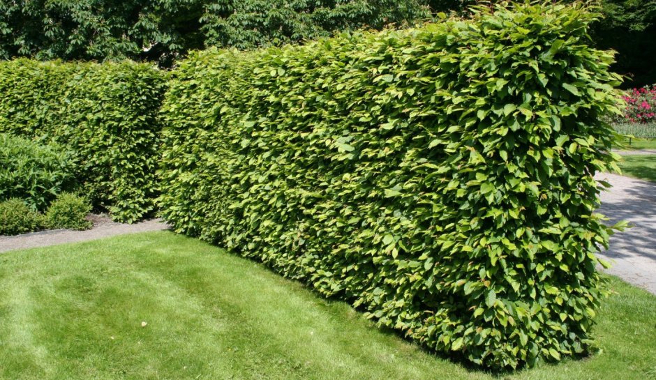 Туя и кизильник